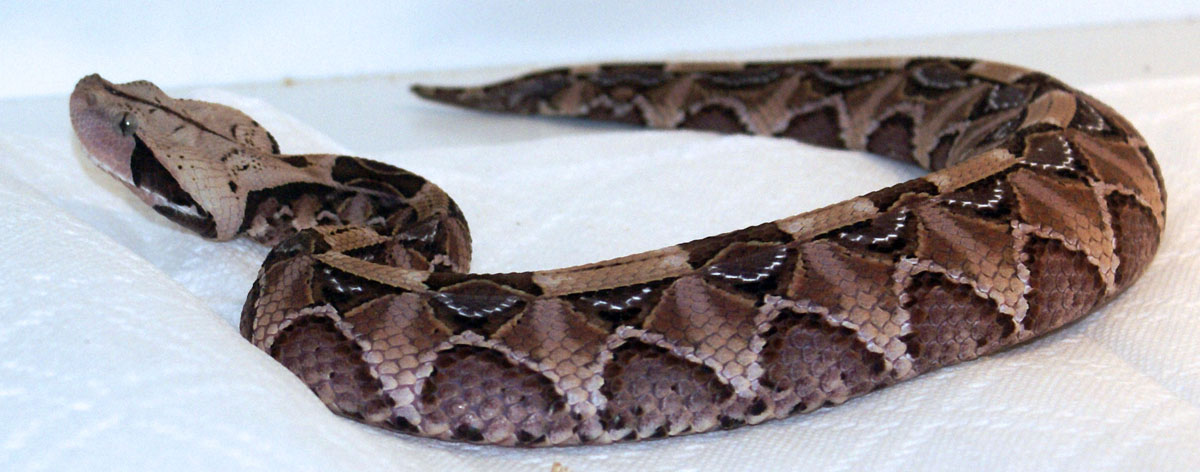 Gaboon Viper 2.jpg [151 Kb]